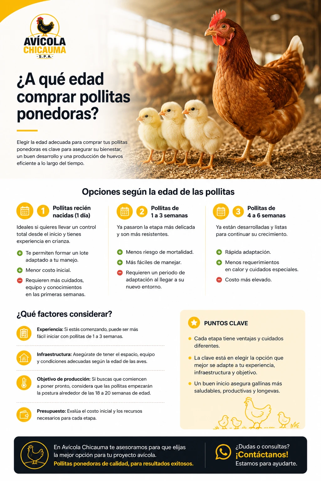 Gallina ponedora y pollitas de diferentes edades