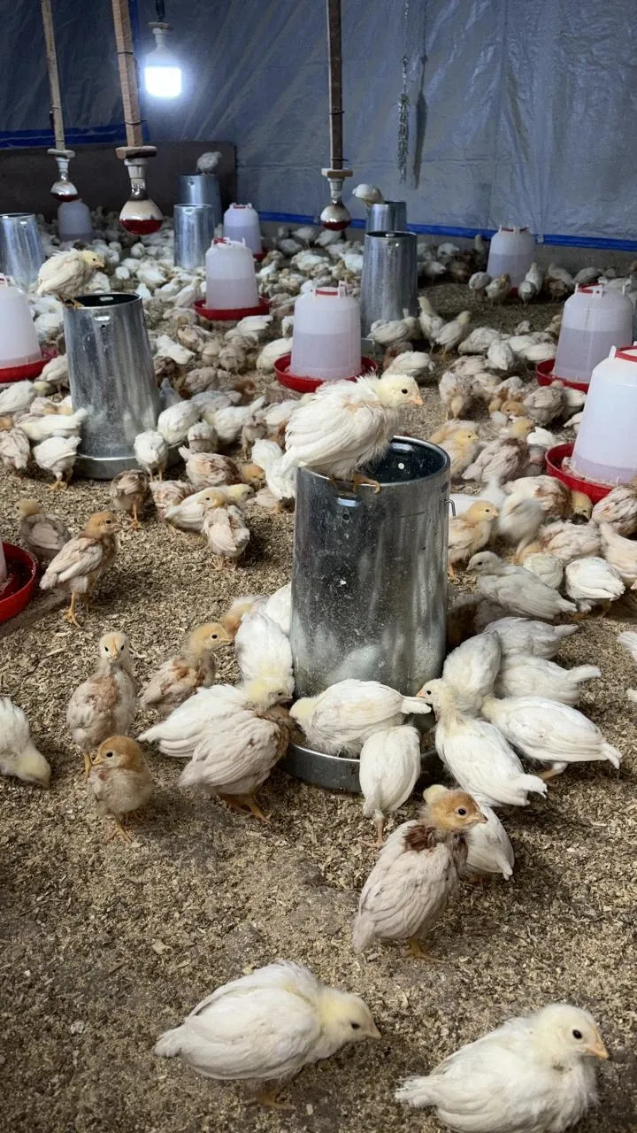 Pollitas en Avícola Chicauma